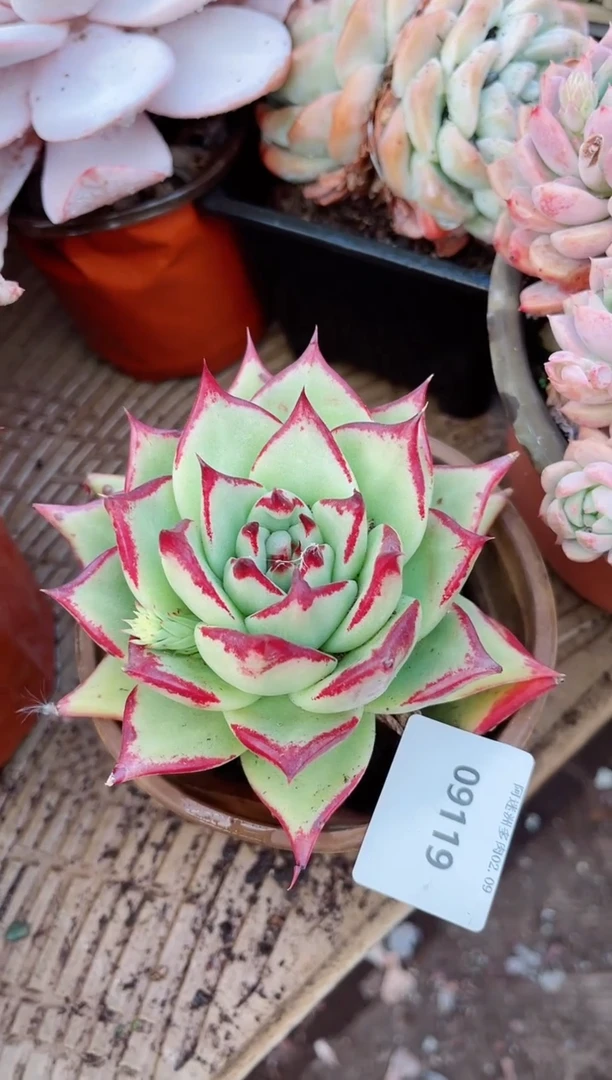 【闪购商品】09119