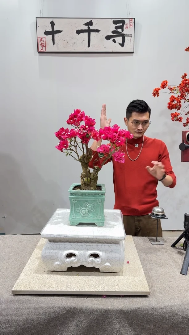 完全开放中国红三角梅