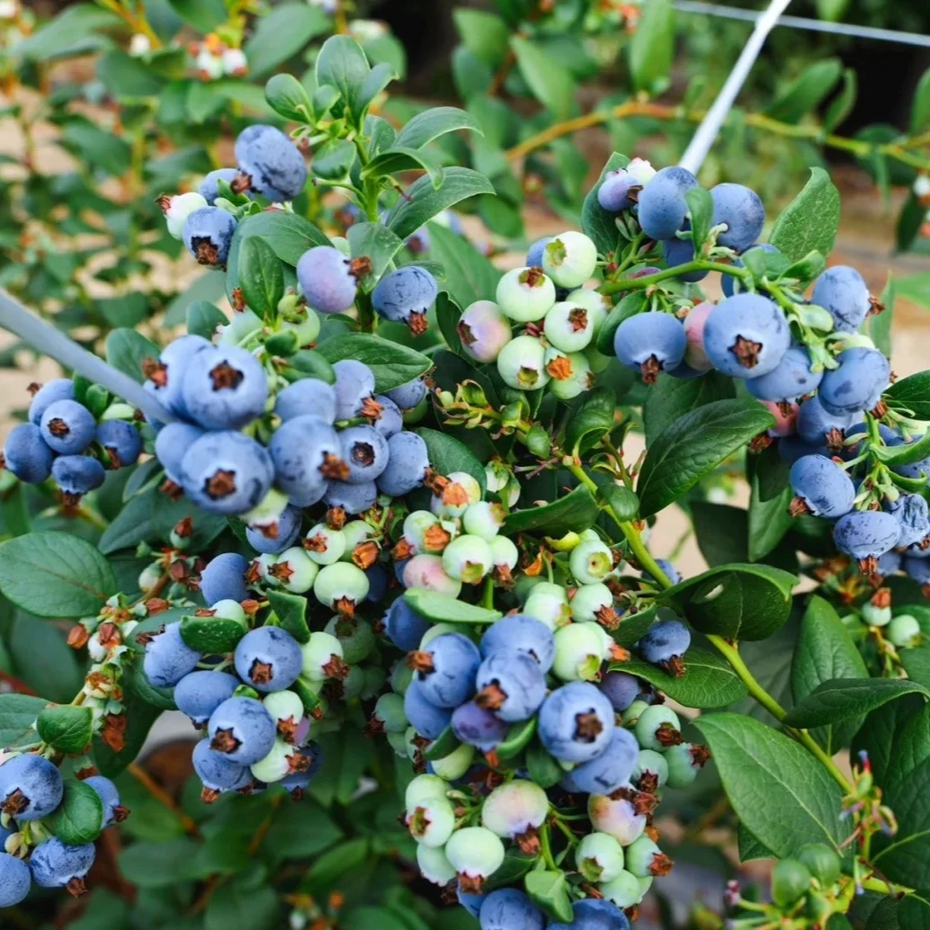 【花香蓝莓】甜脆可口 年货水果  云南基地直发