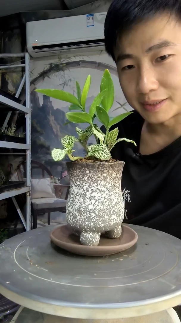 ❄****️中青园艺一物一拍45