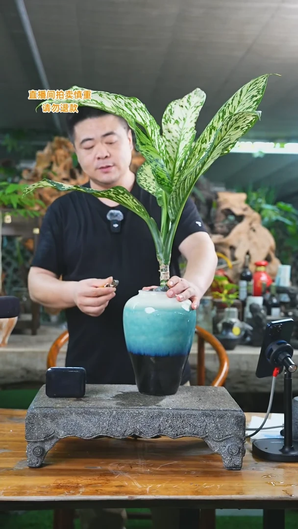 当前无花栽培后可以开花暴风雪082T