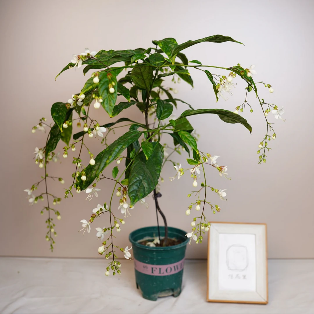 悠花里草花【垂丝茉莉带花带花苞】开花珠发货