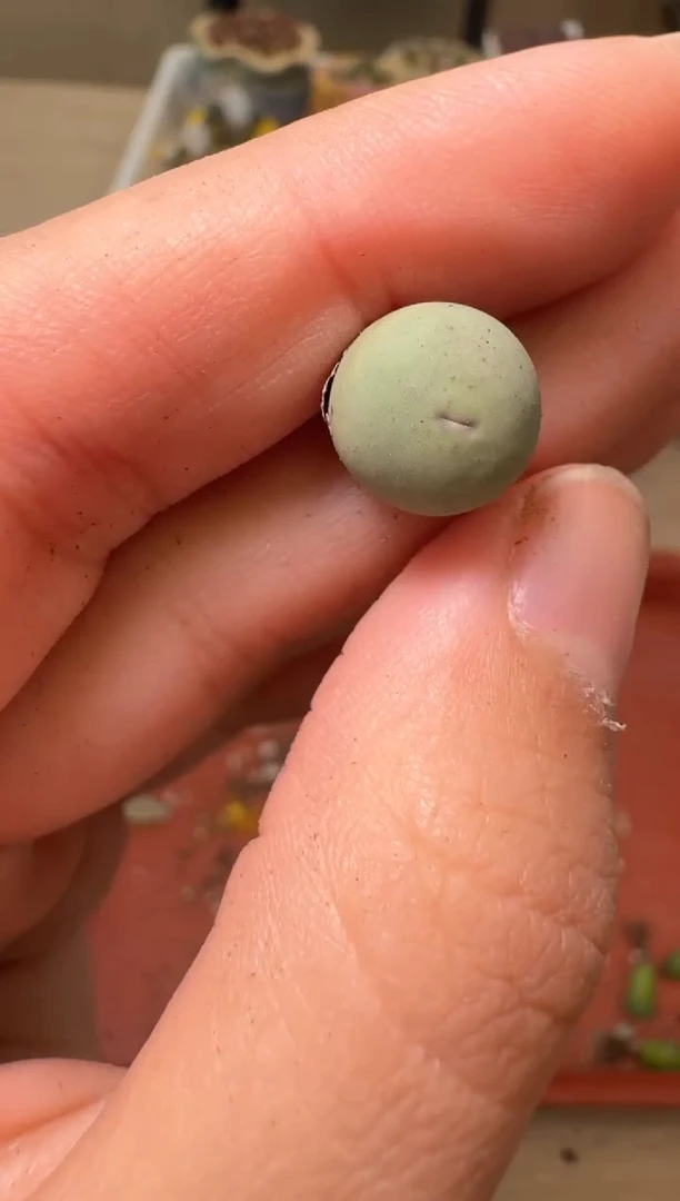 多肉植物肉锥脱土发21-32