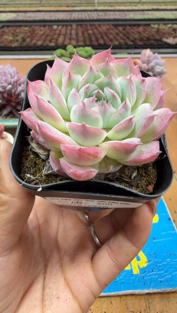 东云多肉园二店-500