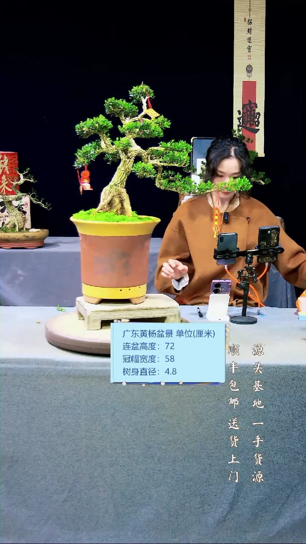 【闪购商品】黄杨盆景黄杨盆景