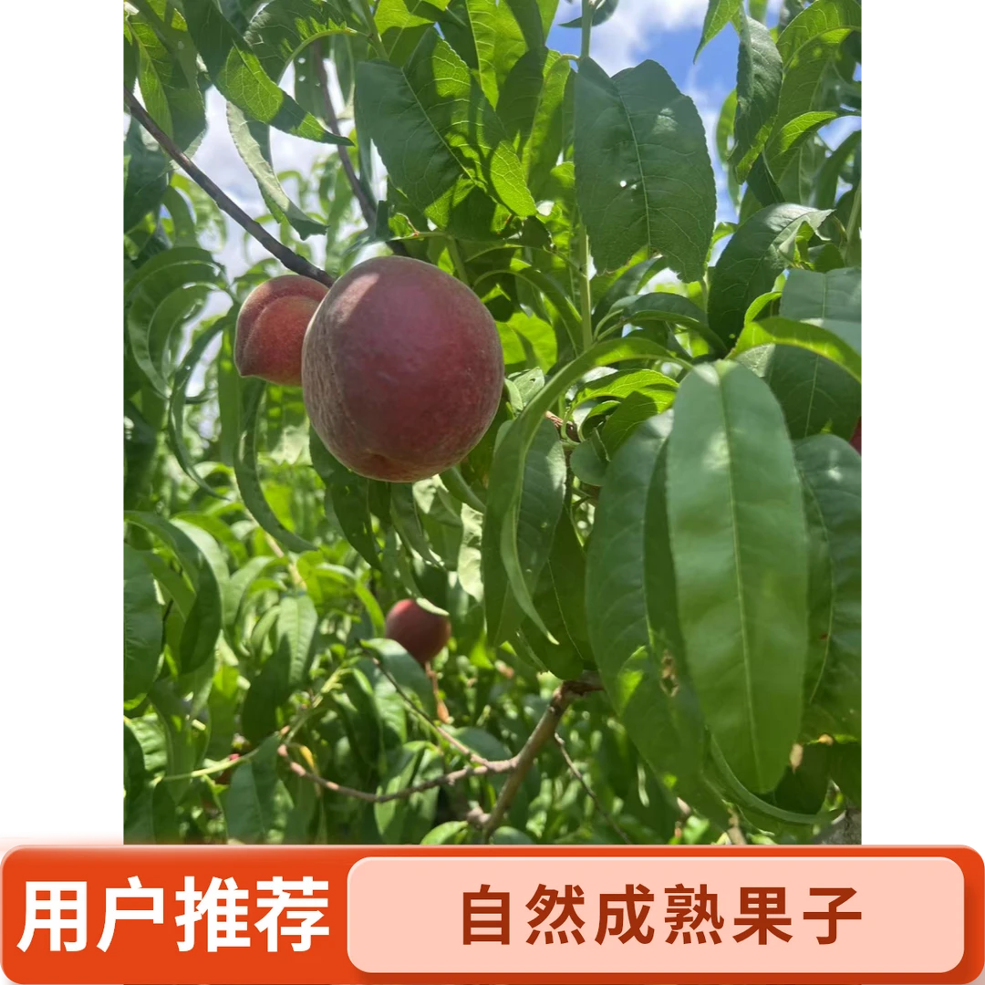 【京东特快】天津春雪水蜜桃当季新鲜水果桃子天津市