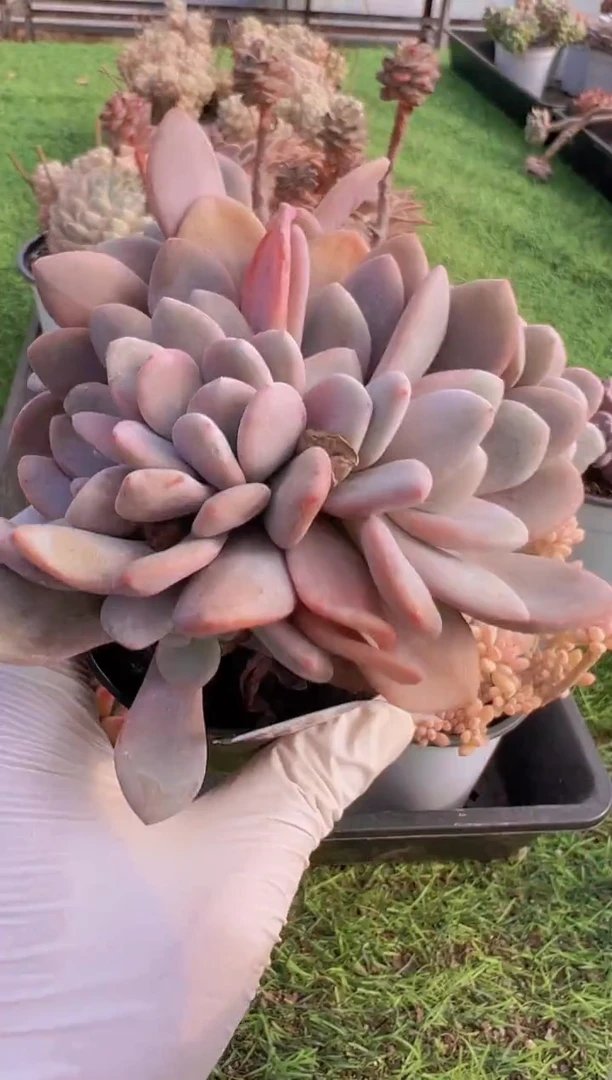 【闪购商品】信福多肉一物一拍