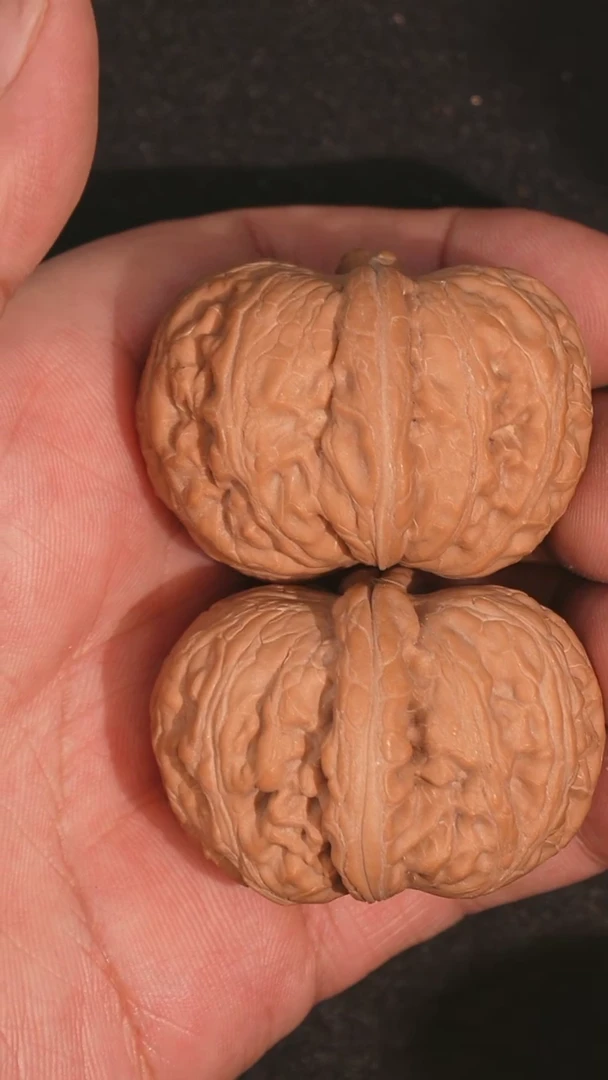 【闪购商品】文玩核桃把件元宝45全品