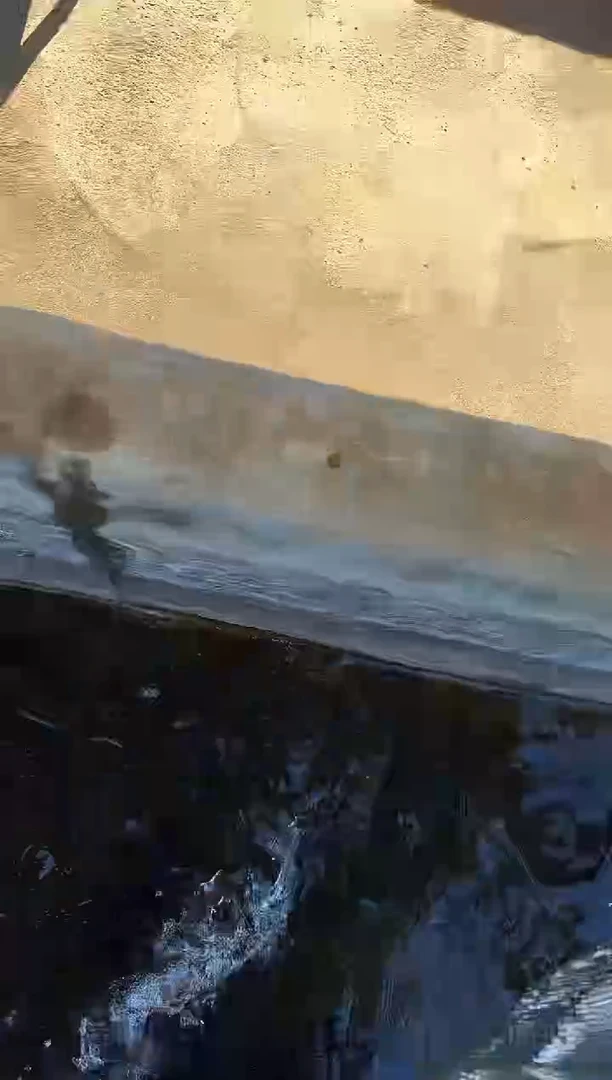 金鱼遇*光水娃娃观赏鱼兰寿金鱼 齐腮红 不包邮