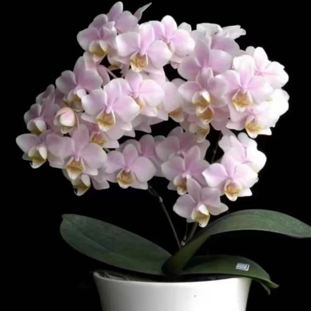 【槟榔西施】蝴蝶兰基地组盆易养活