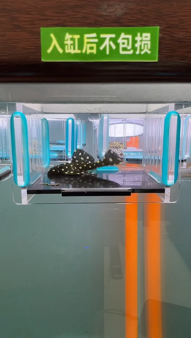 清道夫74号240入缸不包损录制完整开箱视频5.5厘米