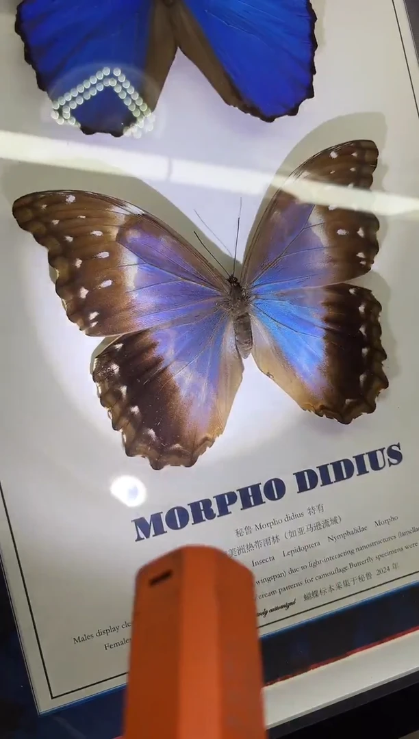 有机玻璃大蓝雌雄组合