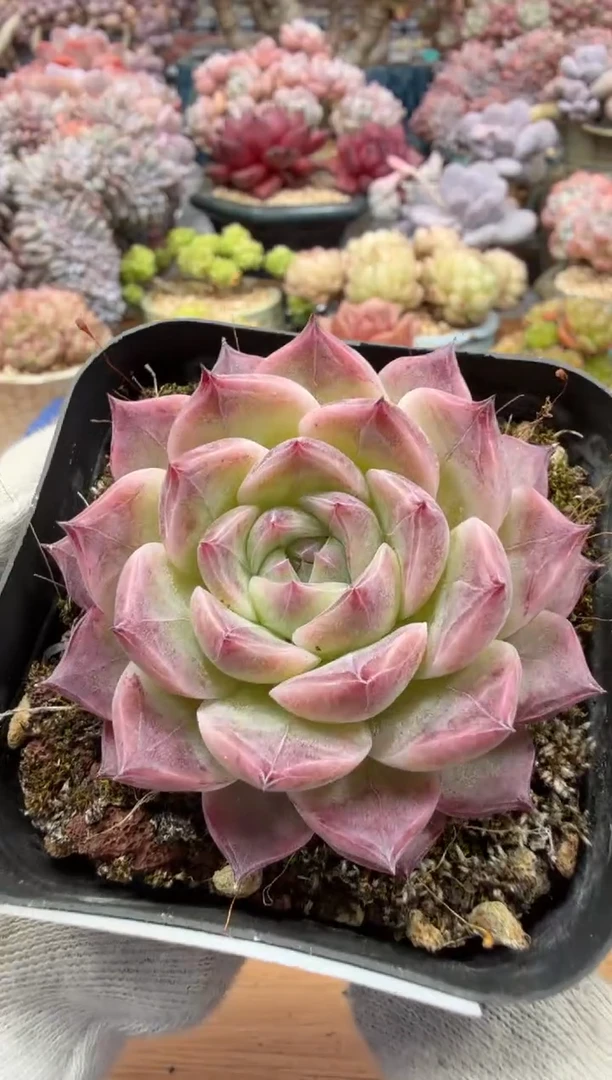 东云多肉园二店-313