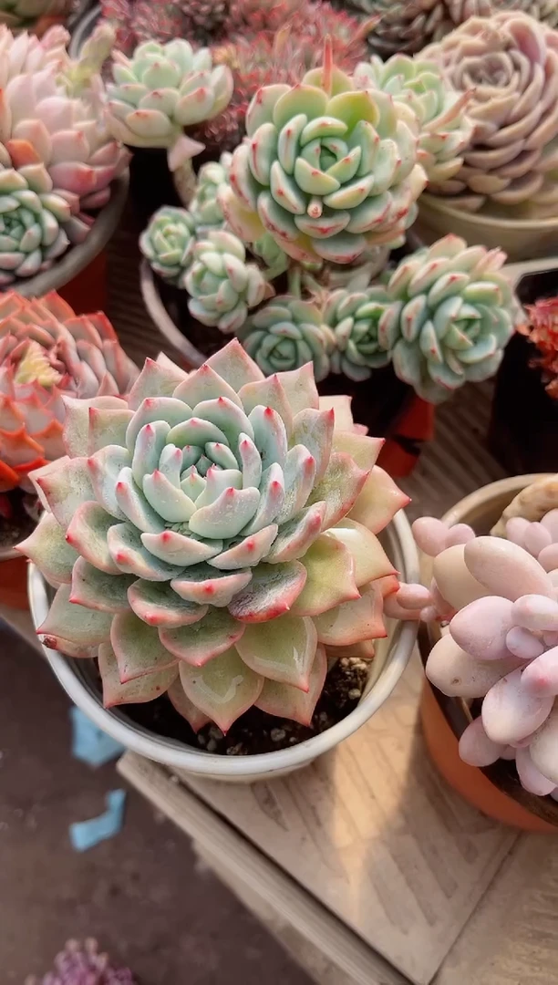 【闪购商品】11256