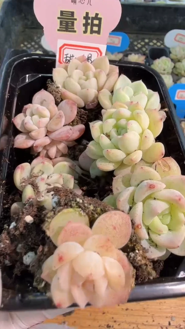 穴盘小苗混9颗量拍混发（不标注个体名）