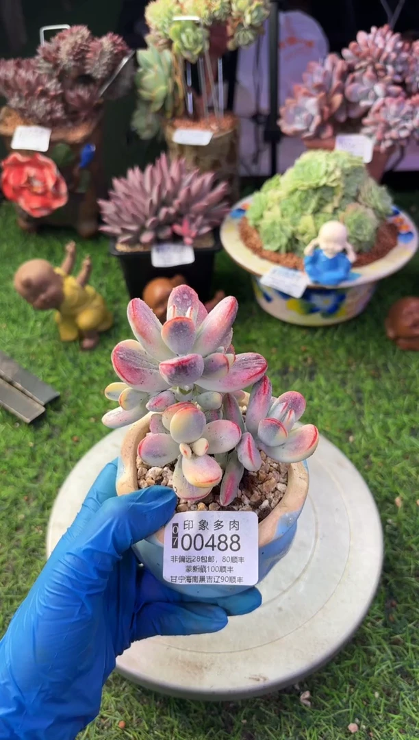 昆明印象多肉00488