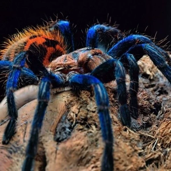 委内瑞拉红绿橙蜘蛛 颜色好看 地栖蜘蛛