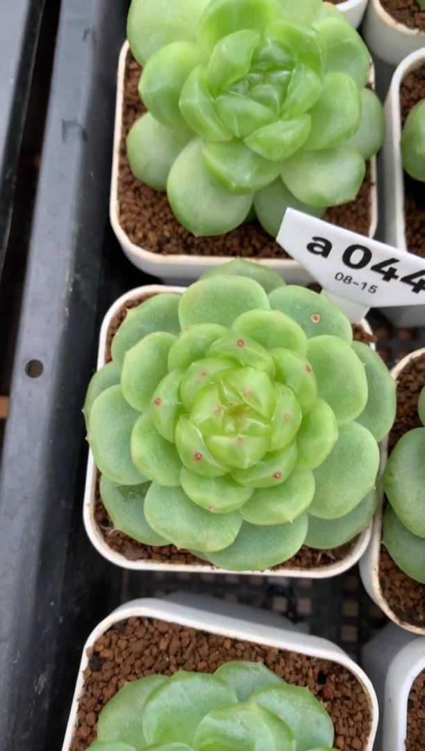 a044 yyyyyyyh 遥遥珍妮 脱土发 190