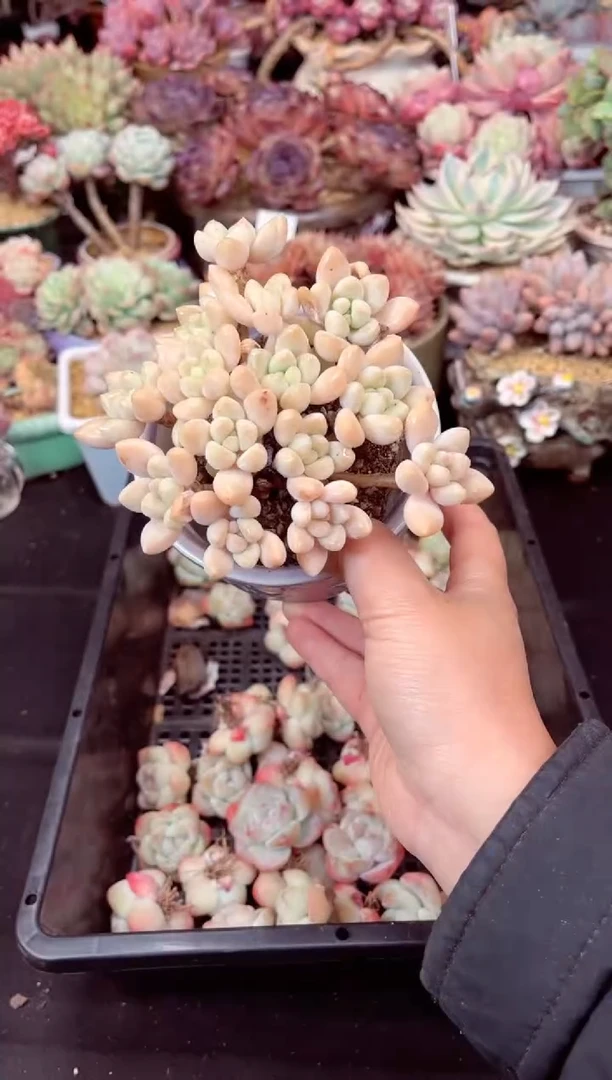 【闪购商品】奶酪蛋糕多肉