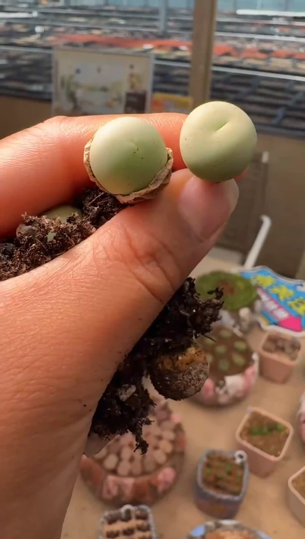 633多肉植物鸽子蛋一颗