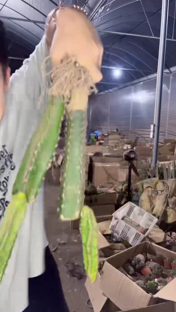 3颗 母本 秀普柱 不指定带侧芽