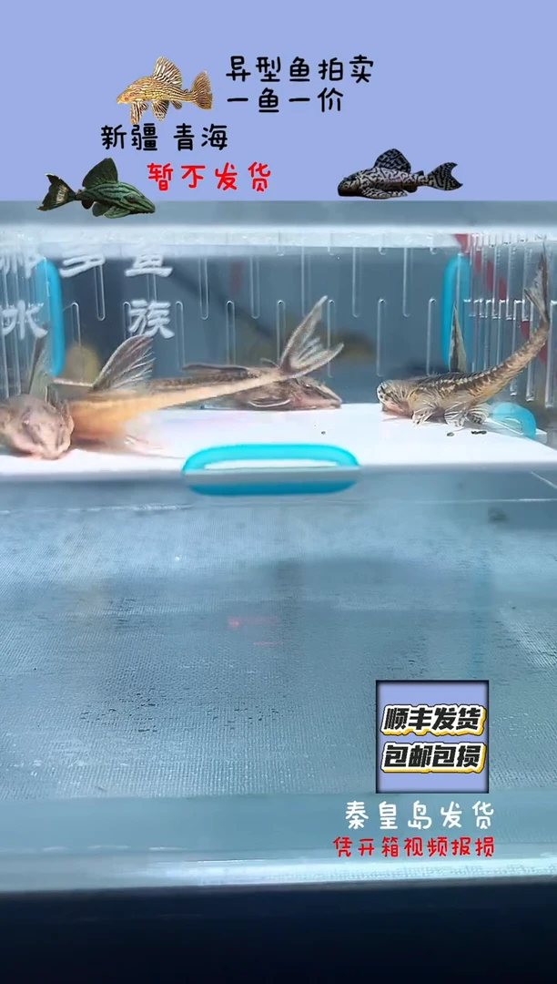 清道夫鱼7不包入缸损2