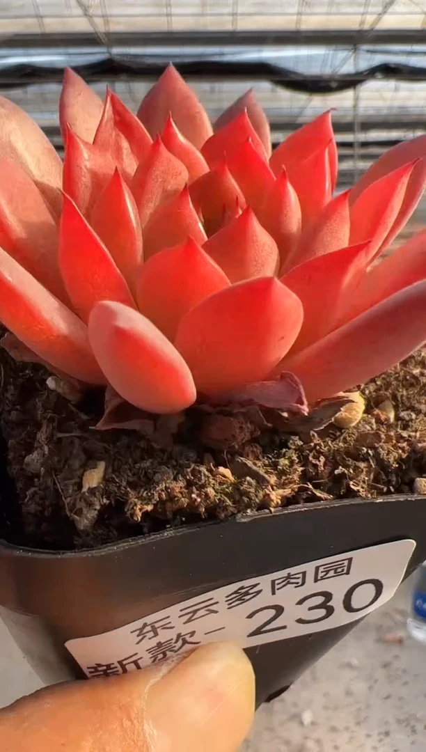 【闪购商品】新款多肉-230