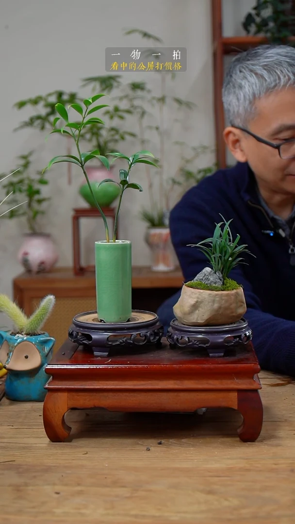 完全开放橙***橙竹柏+玉龙草155