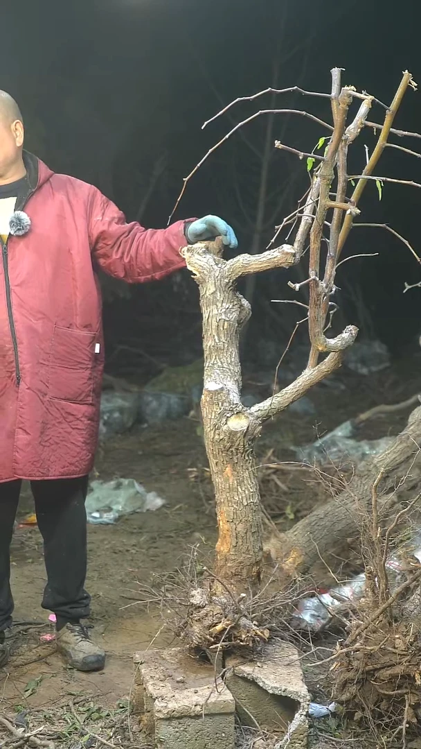 完全开放放****。枣树011