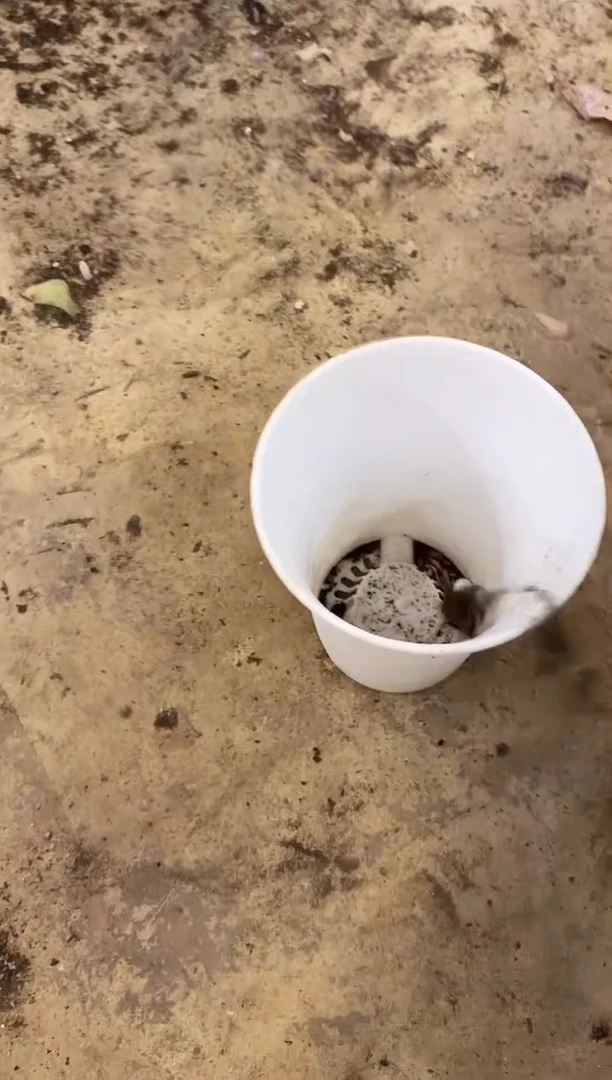 【闪购商品】淡雪锦朵朵缀80号58