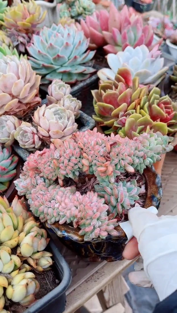 11124多肉植物一物已拍