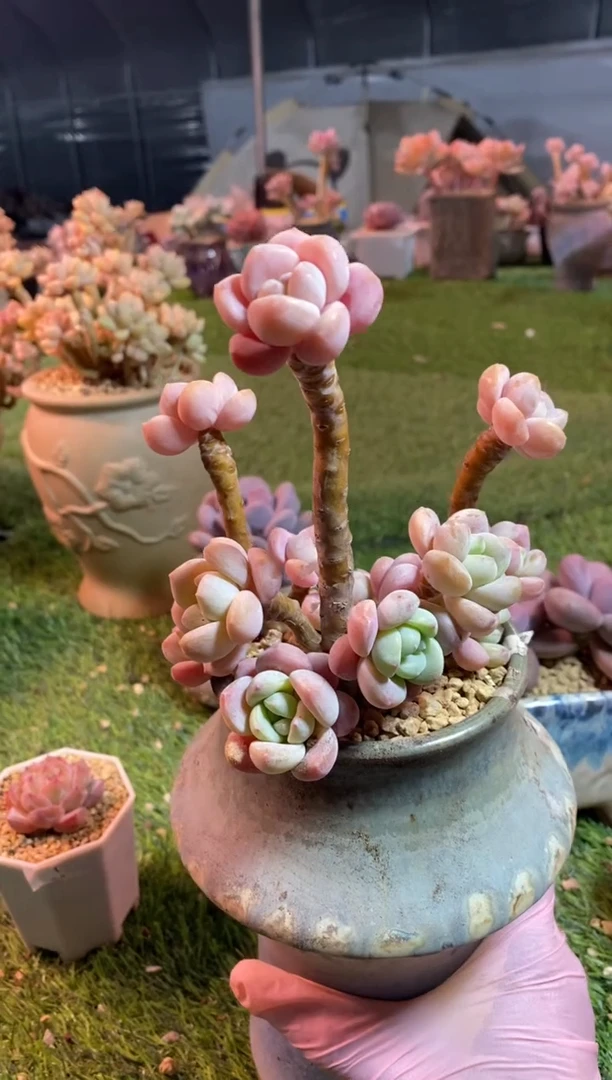 【闪购商品】0565a