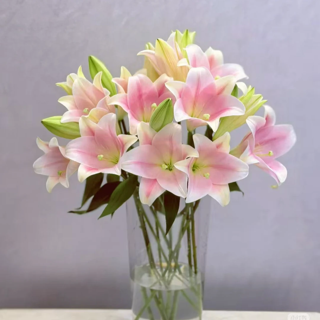 【狄马的花】单瓣舞女百合