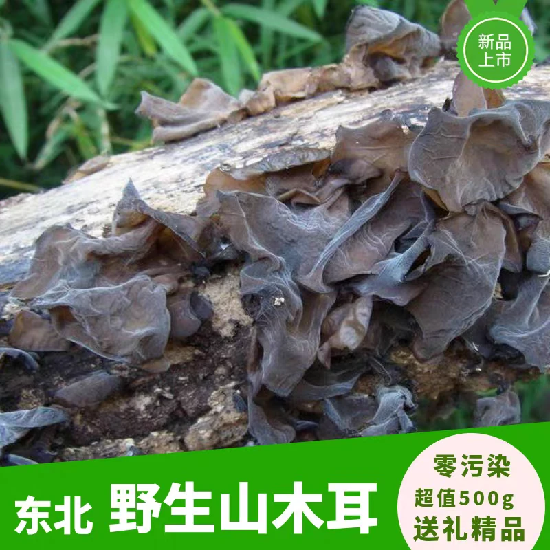 东北特产椴树山木耳肉厚无根柔软黑秋木耳干货
