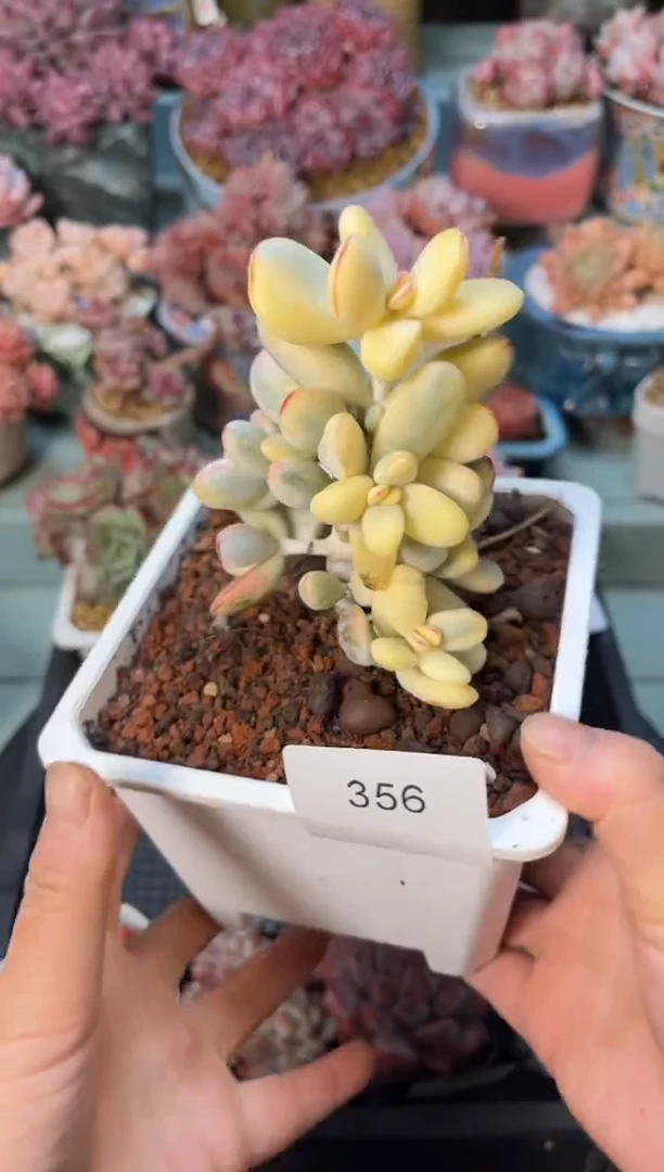 356整群乒乓锦多肉