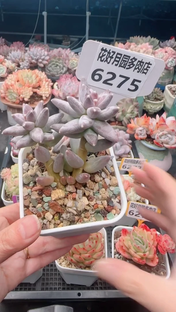 【闪购商品】6275.