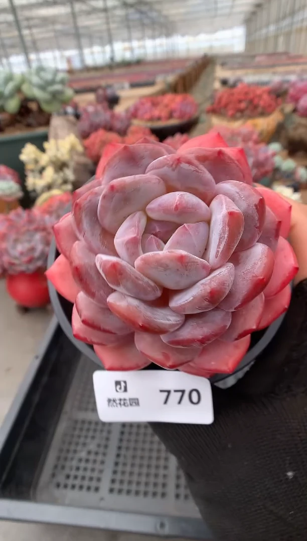 770星影一物一拍