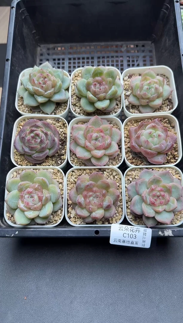 珍妮杂交多肉C103