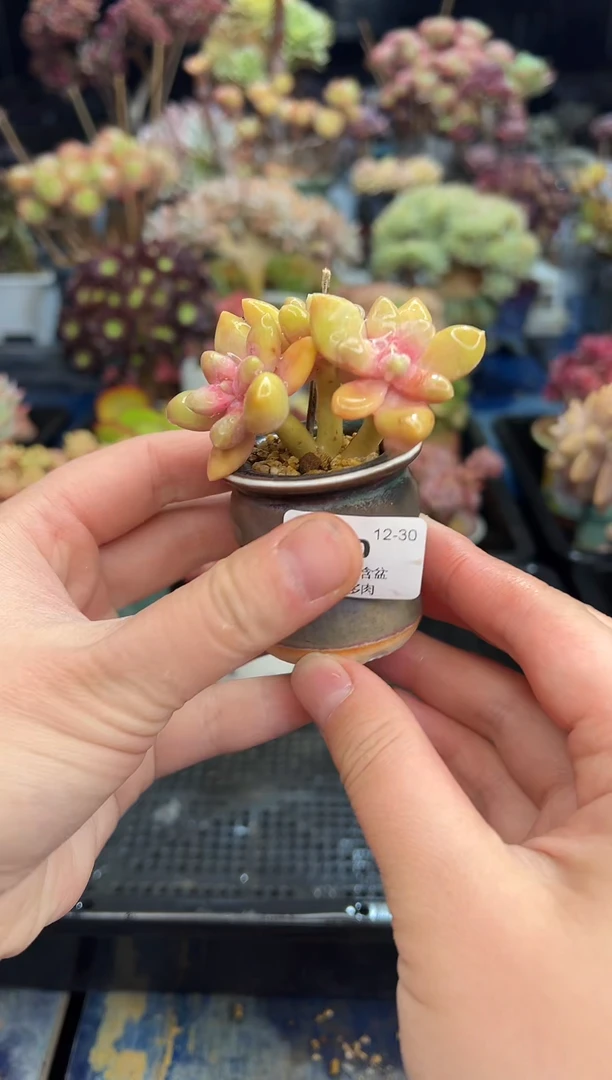 【闪购商品】840不带盆