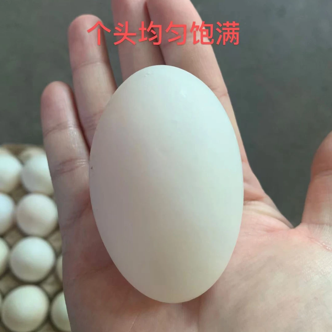 营养早餐姥姥家散养土鸭蛋新鲜现发大白鸭蛋蒸炒煮自家土鸭蛋笨蛋