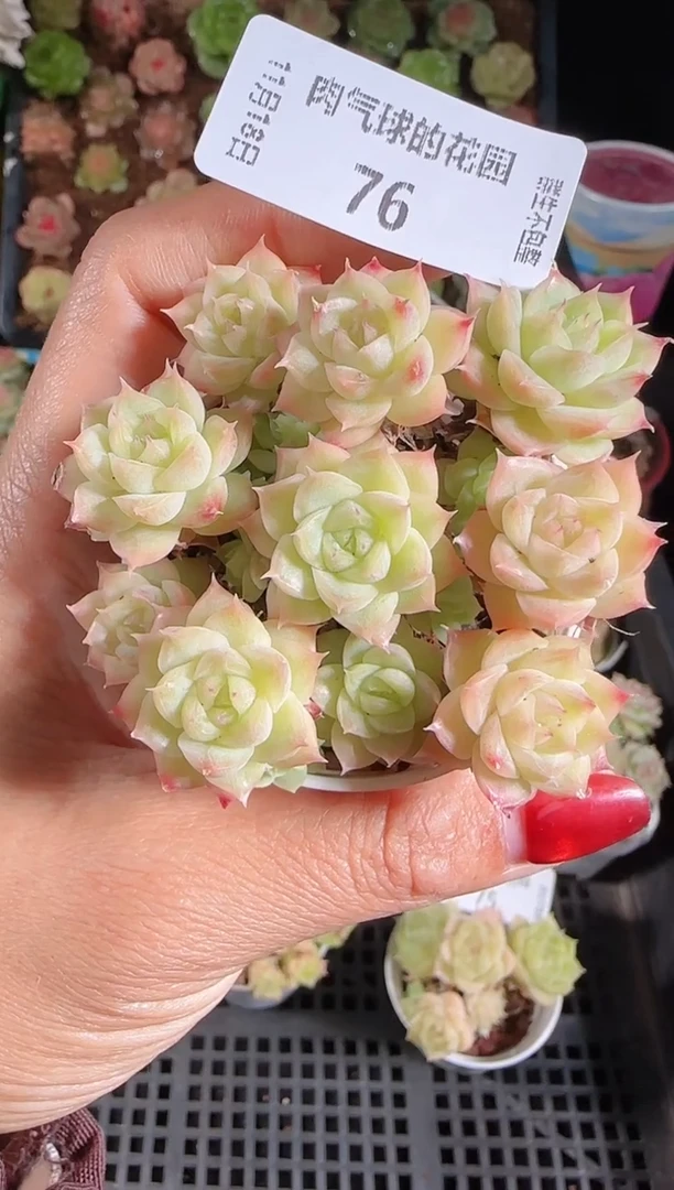 1118-76群生不包整