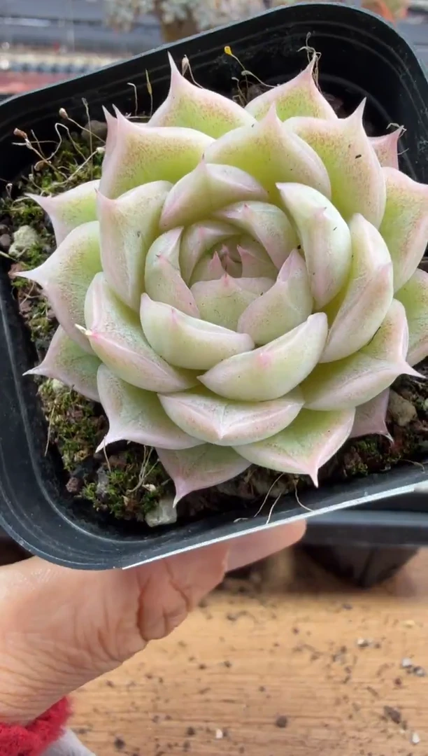 东云多肉园二店-257