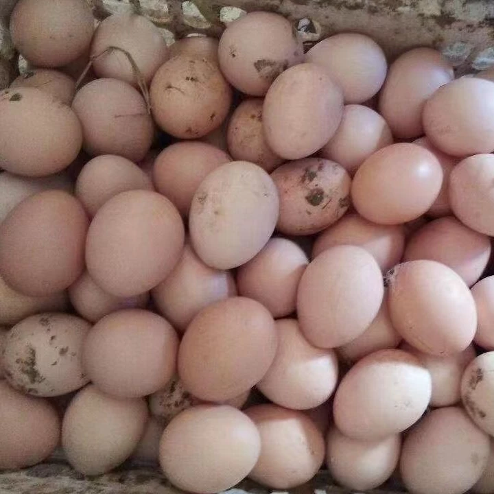 【中通包邮】农家散养土鸡蛋