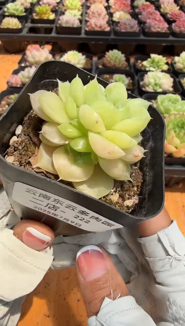 东云多肉园二店-222