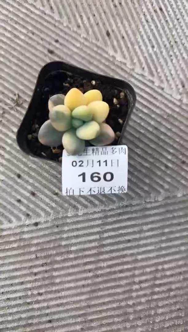 【闪购商品】0211-160大叶美人锦70#