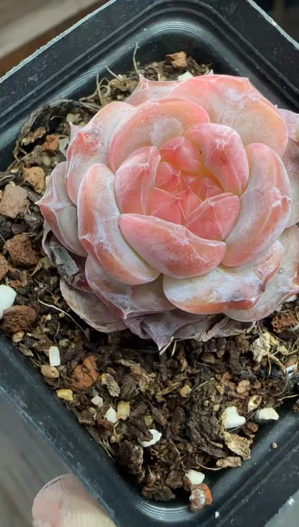 【闪购商品】一物一拍0211—425