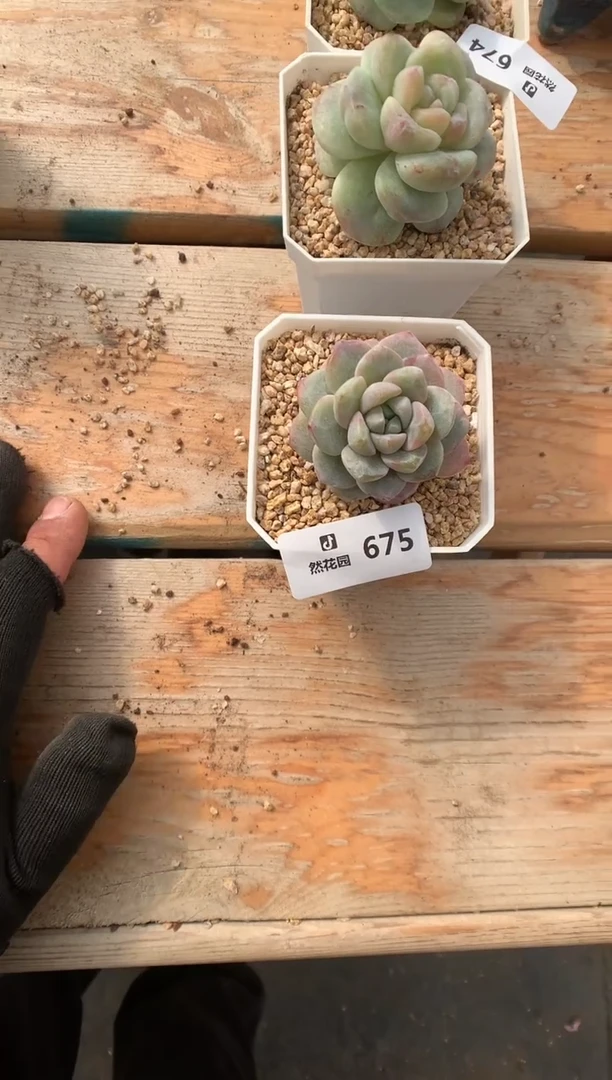 675冰玉石化多肉植物一物一拍