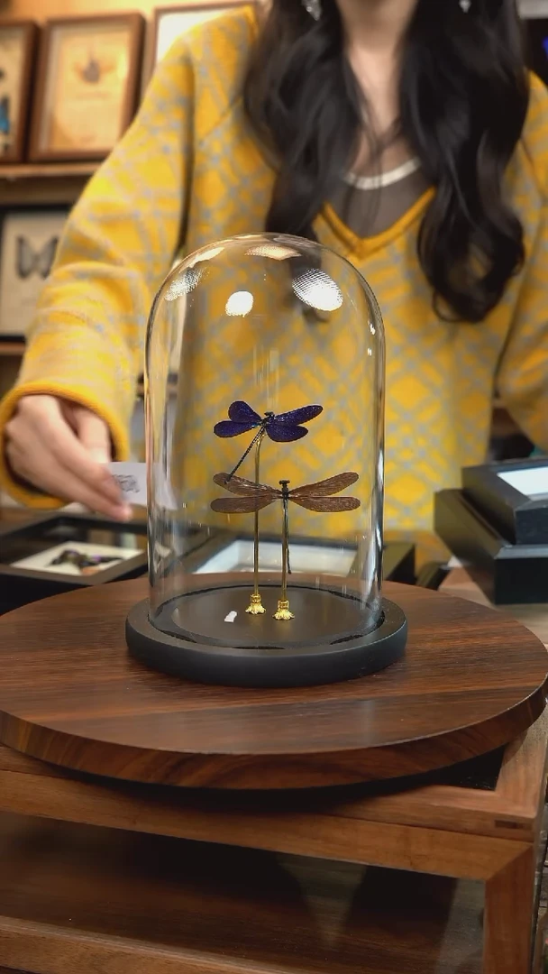 黑色蟌+暗溪色蟌玻璃罩