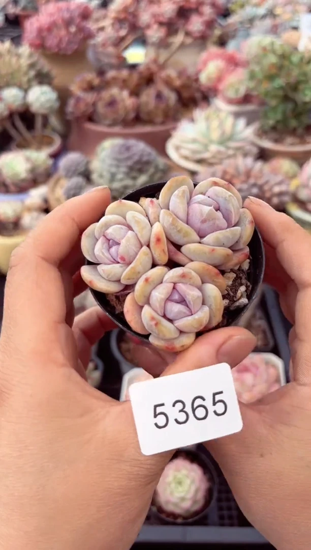 【闪购商品】5365雪兔群生多肉