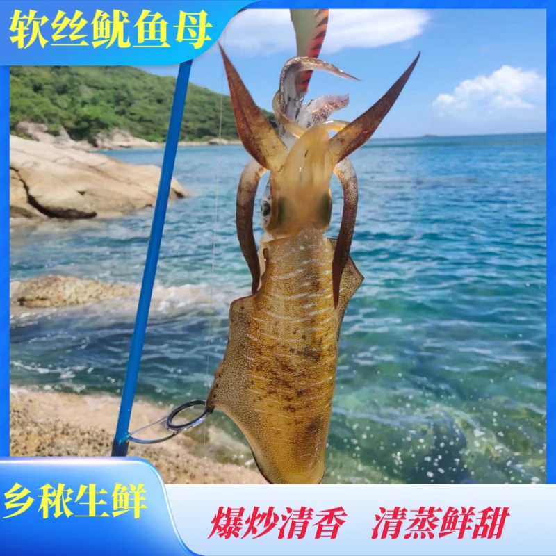 (软丝/鱿鱼母)海南本港深海捕捞新鲜上岸清蒸白灼鲜活